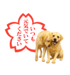 ラブラドールレトリバー★よくできました！（個別スタンプ：21）