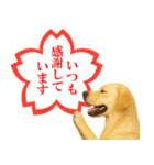 ラブラドールレトリバー★よくできました！（個別スタンプ：22）