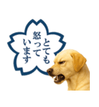 ラブラドールレトリバー★よくできました！（個別スタンプ：24）