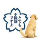 ラブラドールレトリバー★よくできました！（個別スタンプ：25）