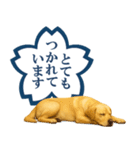 ラブラドールレトリバー★よくできました！（個別スタンプ：26）