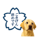 ラブラドールレトリバー★よくできました！（個別スタンプ：27）