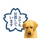 ラブラドールレトリバー★よくできました！（個別スタンプ：28）