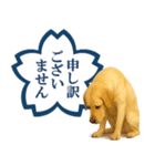 ラブラドールレトリバー★よくできました！（個別スタンプ：29）