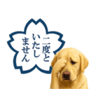 ラブラドールレトリバー★よくできました！（個別スタンプ：31）