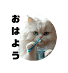 猫 族 ②（個別スタンプ：1）