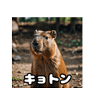 表情豊かなカピバラ気分スタンプ（個別スタンプ：37）