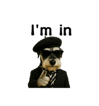 Dandy Schnauzer（個別スタンプ：18）