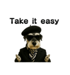 Dandy Schnauzer（個別スタンプ：19）