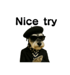 Dandy Schnauzer（個別スタンプ：21）