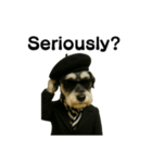 Dandy Schnauzer（個別スタンプ：31）