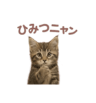 子ネコverメインクーン（個別スタンプ：1）