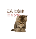 子ネコverメインクーン（個別スタンプ：2）