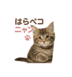 子ネコverメインクーン（個別スタンプ：3）