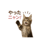 子ネコverメインクーン（個別スタンプ：4）