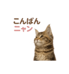 子ネコverメインクーン（個別スタンプ：6）