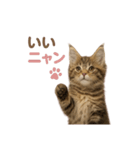 子ネコverメインクーン（個別スタンプ：8）