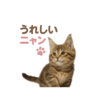 子ネコverメインクーン（個別スタンプ：9）