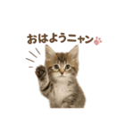 子ネコverメインクーン（個別スタンプ：10）