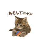 子ネコverメインクーン（個別スタンプ：11）
