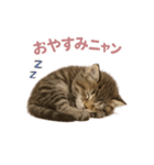 子ネコverメインクーン（個別スタンプ：14）