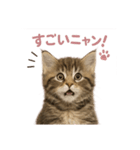 子ネコverメインクーン（個別スタンプ：16）