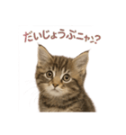 子ネコverメインクーン（個別スタンプ：17）