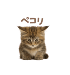 子ネコverメインクーン（個別スタンプ：19）