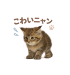 子ネコverメインクーン（個別スタンプ：21）