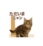 子ネコverメインクーン（個別スタンプ：22）