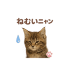 子ネコverメインクーン（個別スタンプ：24）