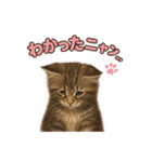 子ネコverメインクーン（個別スタンプ：26）