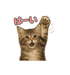 子ネコverメインクーン（個別スタンプ：28）