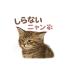 子ネコverメインクーン（個別スタンプ：31）