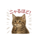 子ネコverメインクーン（個別スタンプ：33）
