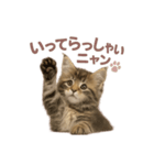 子ネコverメインクーン（個別スタンプ：34）