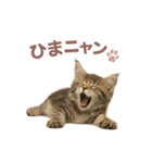 子ネコverメインクーン（個別スタンプ：36）