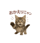 子ネコverメインクーン（個別スタンプ：38）