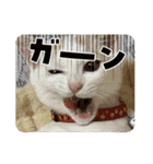 HARORIスタンプ①（個別スタンプ：6）