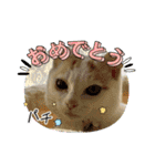 HARORIスタンプ①（個別スタンプ：19）