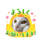 HARORIスタンプ①（個別スタンプ：20）