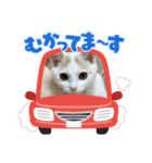 HARORIスタンプ①（個別スタンプ：22）