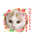 HARORIスタンプ①（個別スタンプ：34）