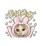 HARORIスタンプ①（個別スタンプ：35）