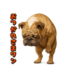 キモブサカワ6(ブルドッグ)（個別スタンプ：13）