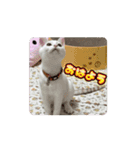 Move HARORIスタンプ②（個別スタンプ：5）