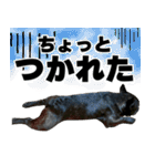 フレブルのレオ 1（個別スタンプ：17）
