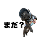フレブルのレオ 1（個別スタンプ：24）