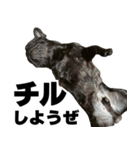 フレブルのレオ 1（個別スタンプ：36）