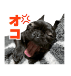 フレブルのレオ 1（個別スタンプ：37）